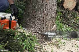 How Our Tree Care Process Works  in  Dillon, MT