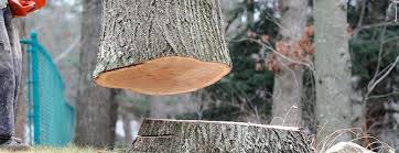 Best Tree and Shrub Care  in Dillon, MT
