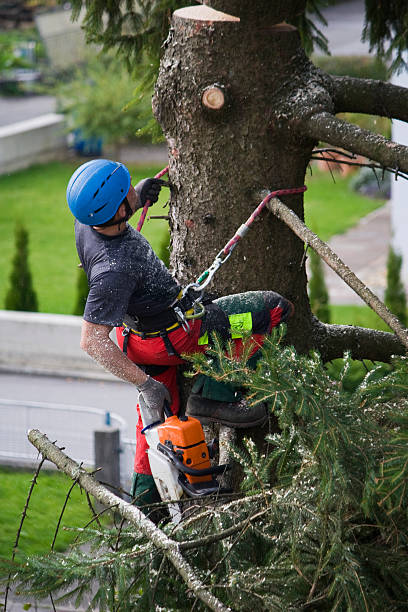 Best Fruit Tree Pruning  in Dillon, MT