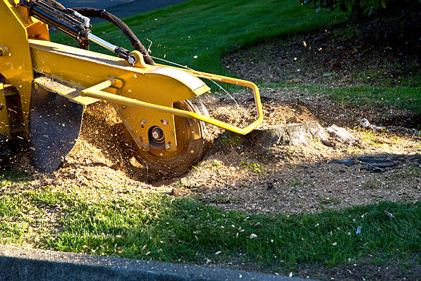 Best Stump Grinding and Removal  in Dillon, MT
